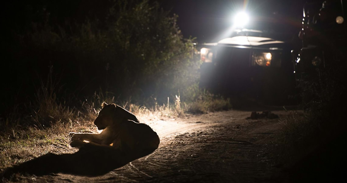 serengeti night game drive